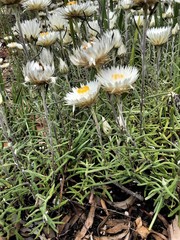 Helichrysum leucopsideum