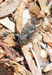 Physeema labyrinthica