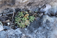 Sedum wrightii