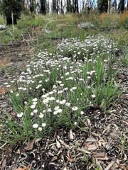 Helichrysum leucopsideum