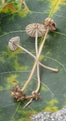 Marasmius