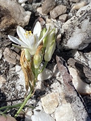 Ornithogalum schlechterianum
