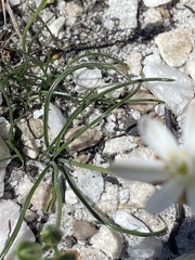 Ornithogalum schlechterianum