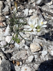 Ornithogalum schlechterianum