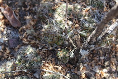 Coryphantha nickelsiae