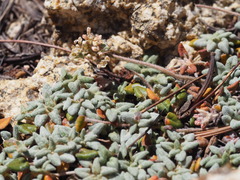 Eriogonum polypodum