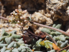 Eriogonum polypodum