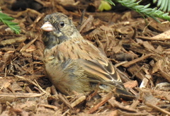 Junco hyemalis pinosus