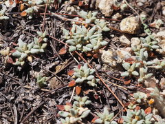 Eriogonum polypodum