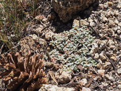 Eriogonum polypodum