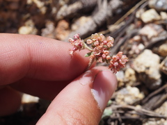 Eriogonum polypodum