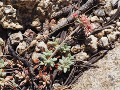Eriogonum polypodum