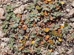 Eriogonum polypodum