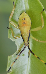 Amorbini