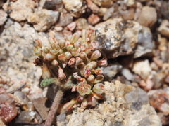 Eriogonum polypodum