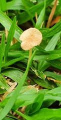 Marasmius