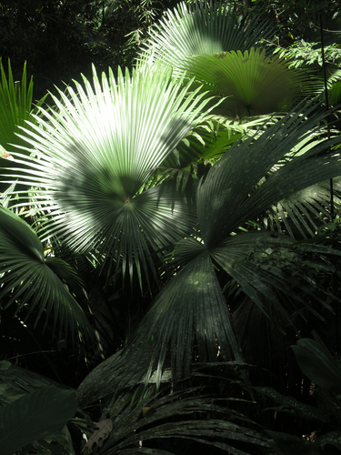Kerriodoxa elegans, photograph 6