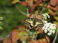 Papilio machaon hippocrates