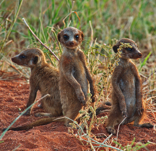Meerkat (Suricata suricatta)