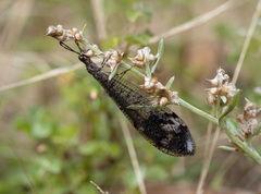 Glenoleon pulchellus