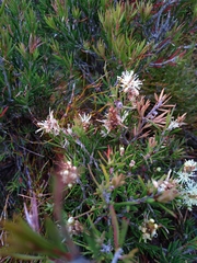 Melaleuca pityoides