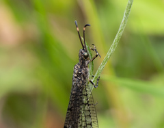 Glenoleon pulchellus