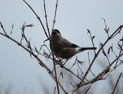 Pyrrhula pyrrhula griseiventris