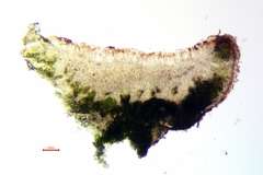 Lecania hassei