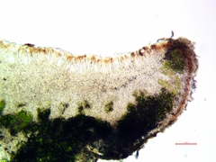 Lecania hassei