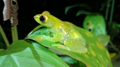 Zhangixalus dulitensis