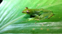 Zhangixalus dulitensis