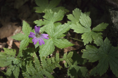 Geranium gracile
