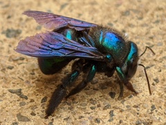 Xylocopa bombylans