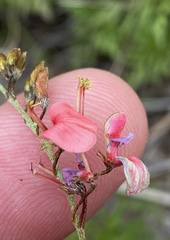 Indigofera punctata