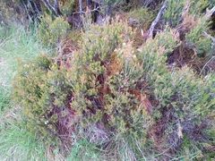 Melaleuca pityoides