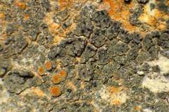 Cercidospora caudata