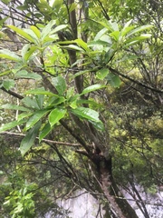 Photinia serratifolia daphniphylloides