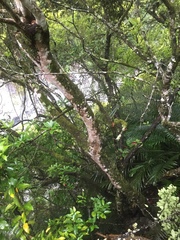 Photinia serratifolia daphniphylloides