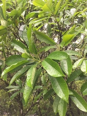 Photinia serratifolia daphniphylloides