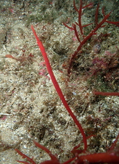 Stigmatopora harastii