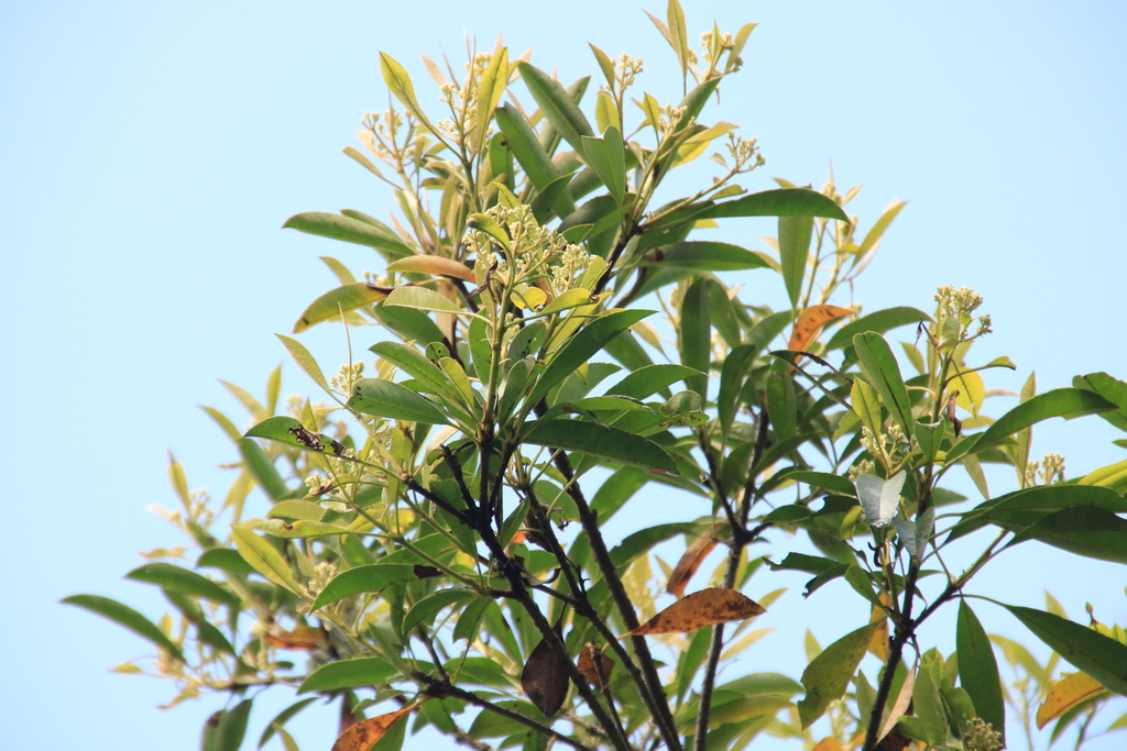 Chinese Photinia (Invasive) (Hot Springs National Park) · iNaturalist