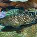 Epinephelus ongus - Photo (c) Francesco Ricciardi, algunos derechos reservados (CC BY-NC), subido por Francesco Ricciardi