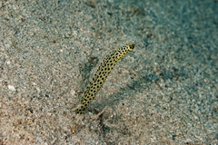 Heteroconger taylori