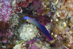 Nemateleotris decora