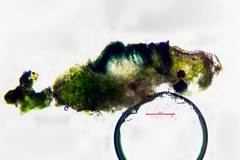 Cercidospora caudata