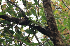 Thrixspermum formosanum