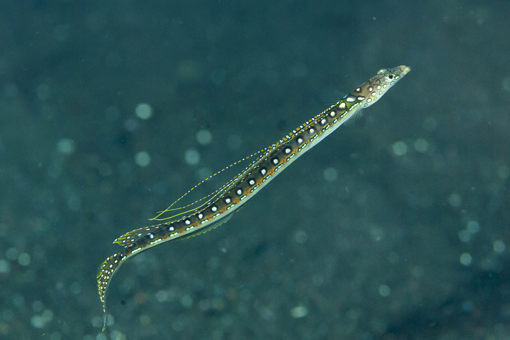 Elegant Sand-Diver