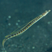 Trichonotus elegans - Photo (c) Francesco Ricciardi,  זכויות יוצרים חלקיות (CC BY-NC), הועלה על ידי Francesco Ricciardi
