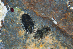 Chitonoidea