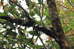 Thrixspermum formosanum